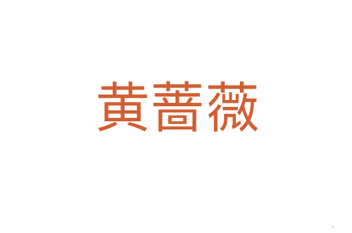 黄蔷薇