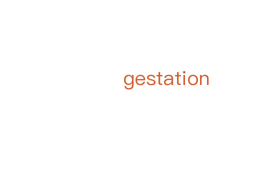 gestation