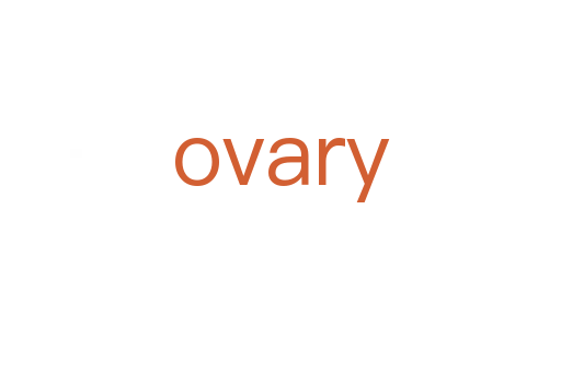 ovary