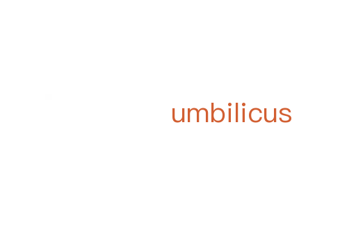 umbilicus