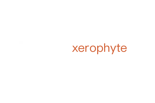 xerophyte