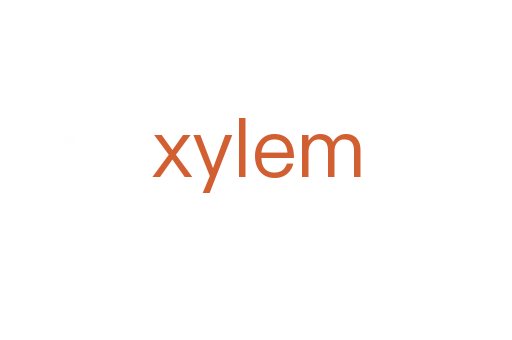 xylem