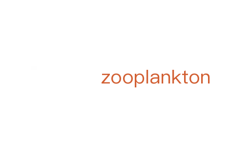 zooplankton