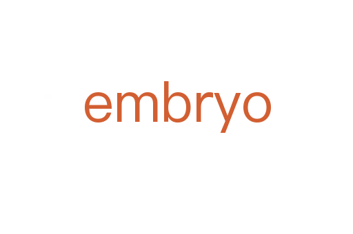 embryo